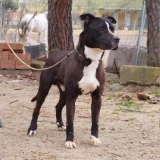 Adopta a Klaus