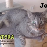 Adopta a Jonny