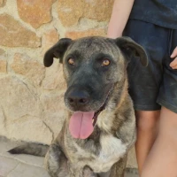 Adopta a Taisho