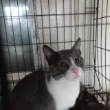 Adopta a Tanio