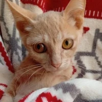 Adopta a Dobby