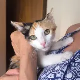 Adopta a Phantasia