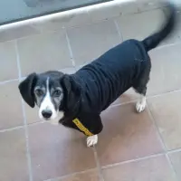 Adopta a Scooby