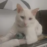 Adopta a Blanquito