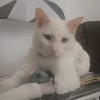 Blanquito