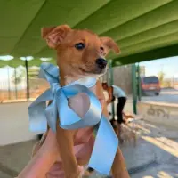 Adopta a Kai, Tlf De Contacto 645978718