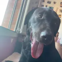 Adopta a Krypto