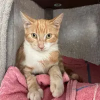 Adopta a Pablo.