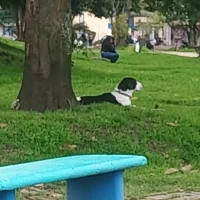 Adopta a Rocki