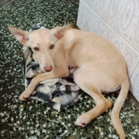 Adopta a Terremoto