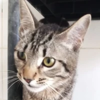 Adopta a Porta