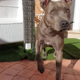 Adopta a Nala