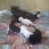 Adopta a Gatitos