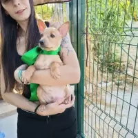 Adopta a Ares, Cachorro  Tlf 645978718