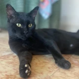 Adopta a Panter