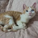 Adopta a Lilo