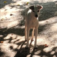 Adopta a Karim