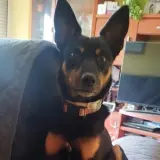 Adopta a Marvel