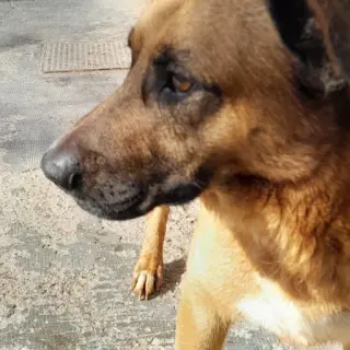Bobba