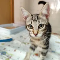 Adopta a Sunday