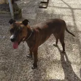 Adopta a Chula