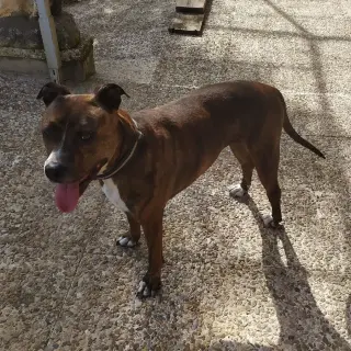 Chula