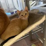 Adopta a Epi