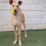 Adopta a Aiden