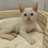 Adopta a Sticker