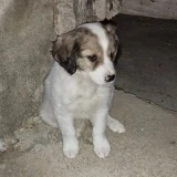 Adopta a Blanqui