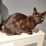 Adopta a Emira