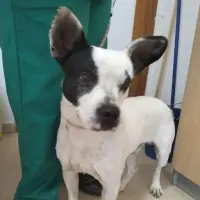 Adopta a Mickey Mouse