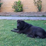 Adopta a Thor