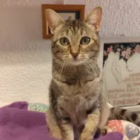 Adopta a Zaia