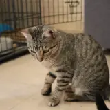 Adopta a Kyrey