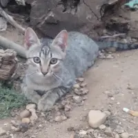 Adopta a Petisui