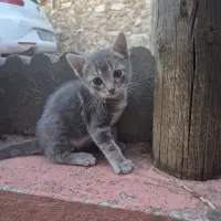 Adopta a Lisa