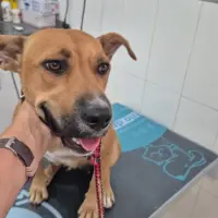 Adopta a Luna Perrita Super Sociable Tlf 645978718