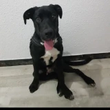 Adopta a Thor