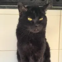 Adopta a Ferrobusa