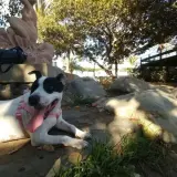 Adopta a Luna