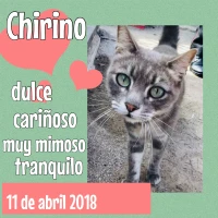 Adopta a Chirino