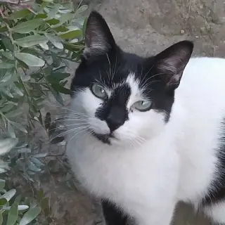 Oreo