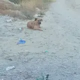 Adopta a No Tiene