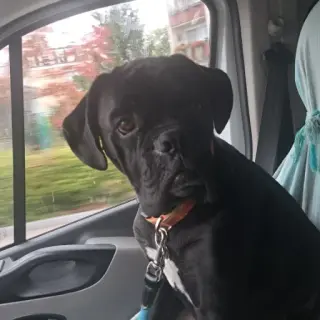 Angus