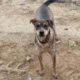 Adopta a Taco