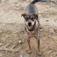 Adopta a Taco