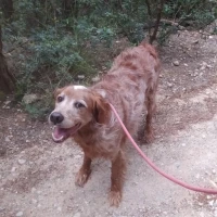 Adopta a Nilo