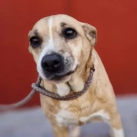 Adopta a Hela