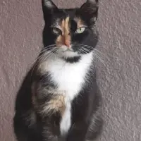 Adopta a Escarlata